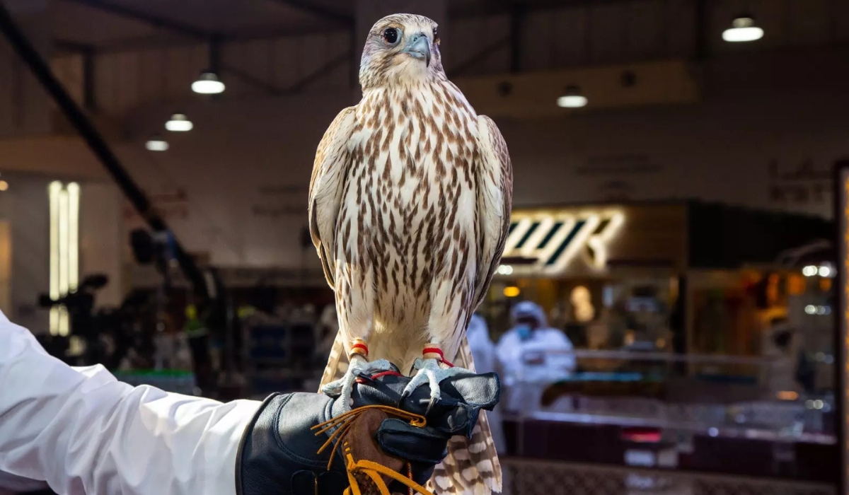 Qualified Falconers for Marmi 2023